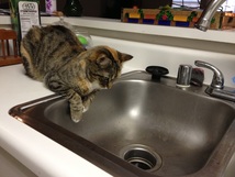 Delilah guarding the sink