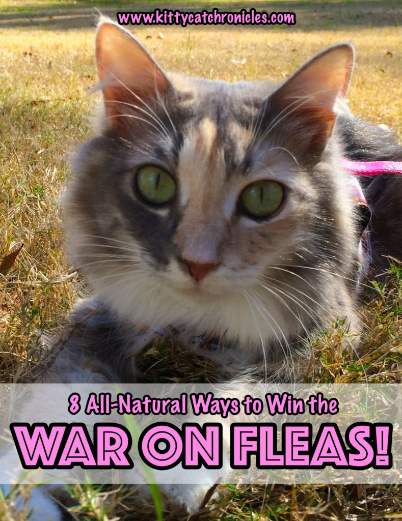 8 All-Natural Ways to Win the War on Fleas