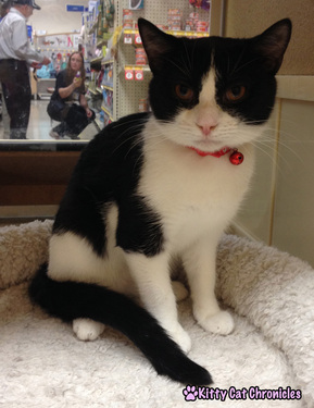Blueberry/Tux - Circle of Friends Animal Society