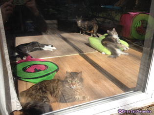 Sunbathing Cat Gang