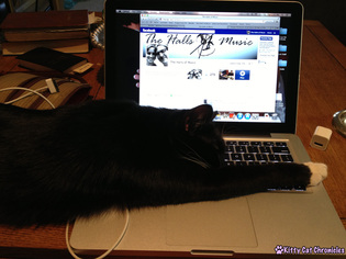 Adopt-a-Shelter-Cat Month: 12 Reasons to Adopt a Cat! - Cat on Computer