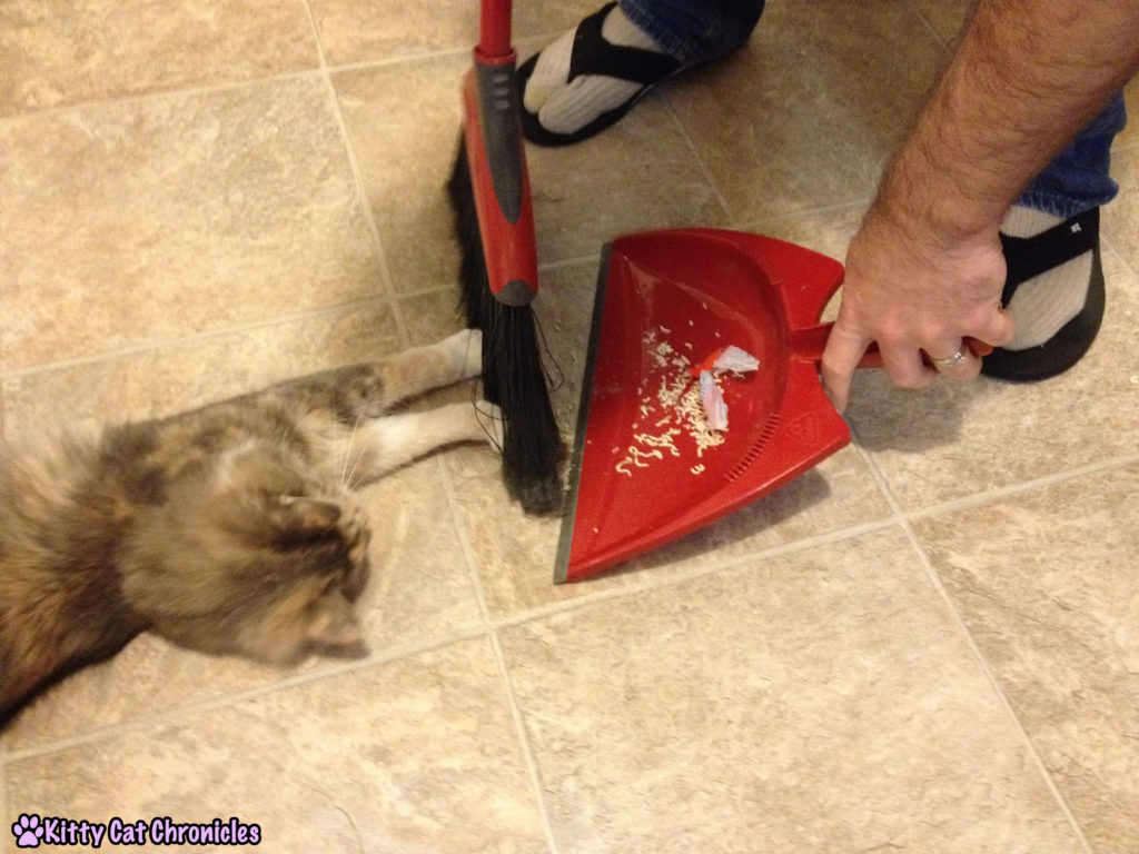 12 Reasons to Adopt a Shelter Cat - Cat Sweeps the Floor