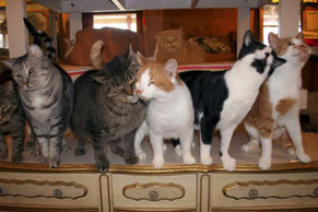 Photo: FIV+ and FIV- cats together