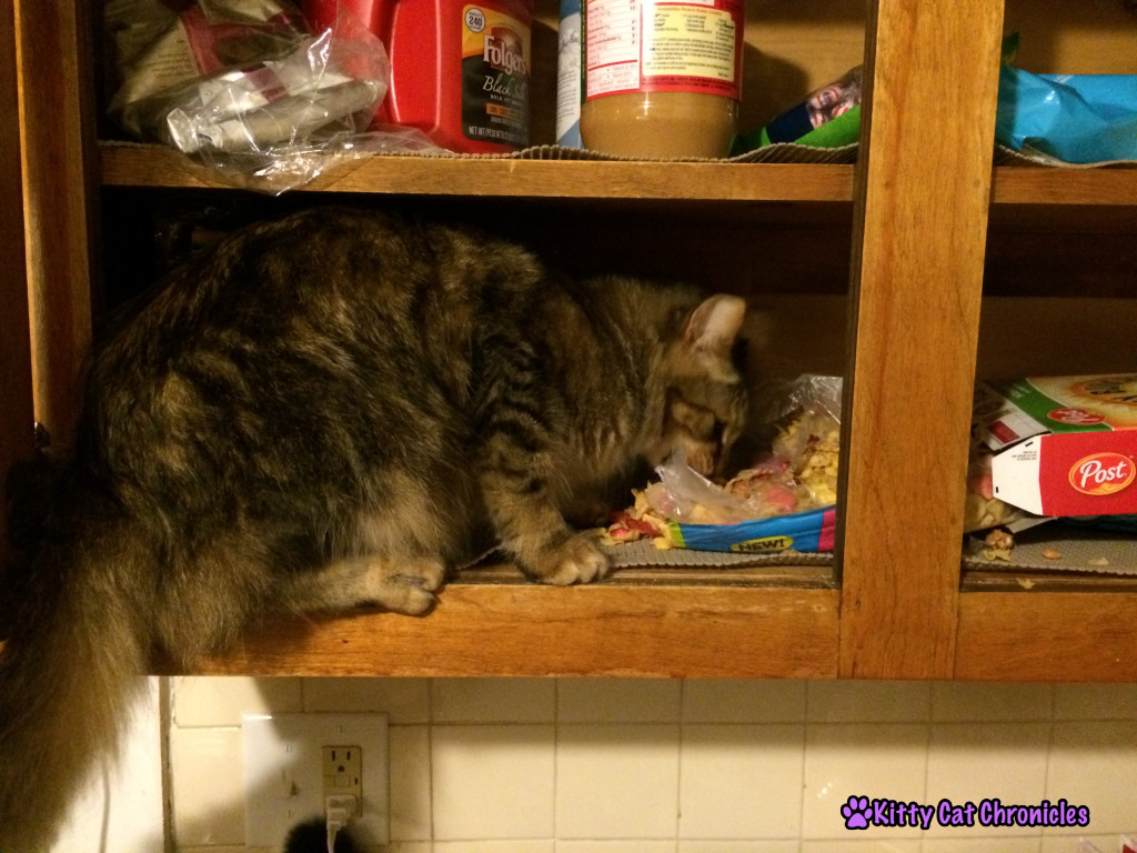 Caster Cat in the Cabinet