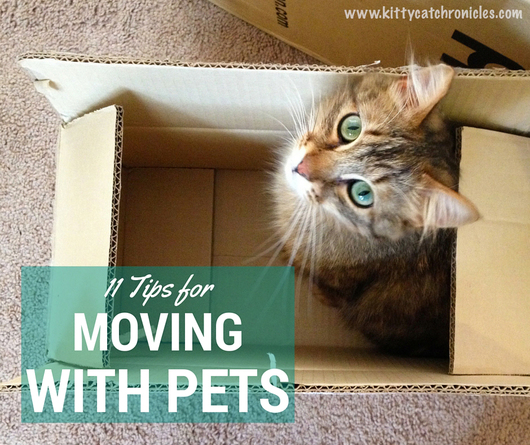 11 Tips for Moving with Pets