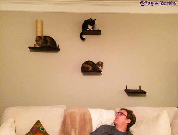 Wordless Wednesday: Floating Kitties - Cat on Shelves