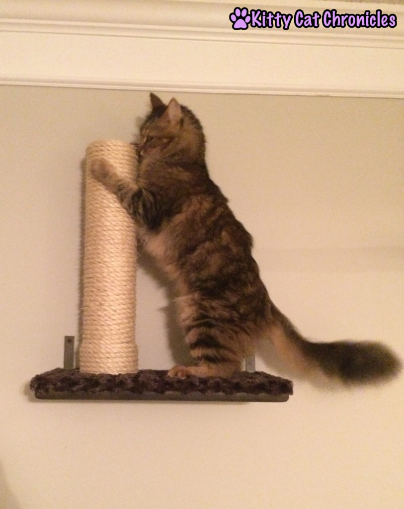 Caster cat on shelf - catification