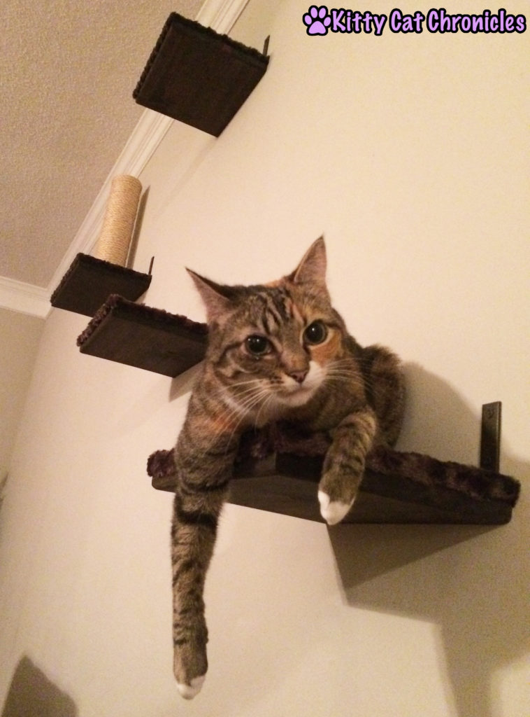 Delilah cat on shelves - Catification