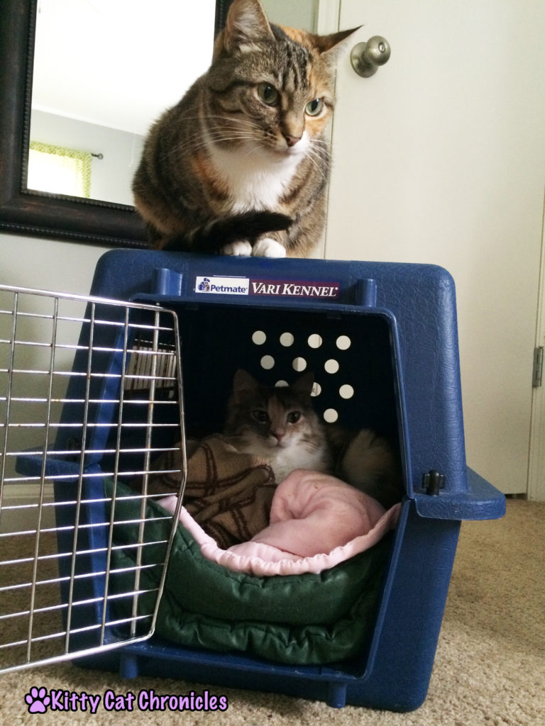 two cats in a dog crate