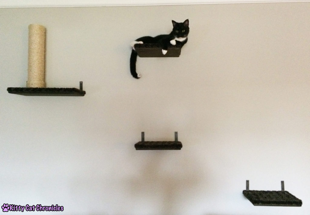Sampson on Cat Shelves - Catification