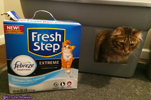The KCC Cat Litter Check List | #FreshStepFebreze - Caster gives it his seal of approval!