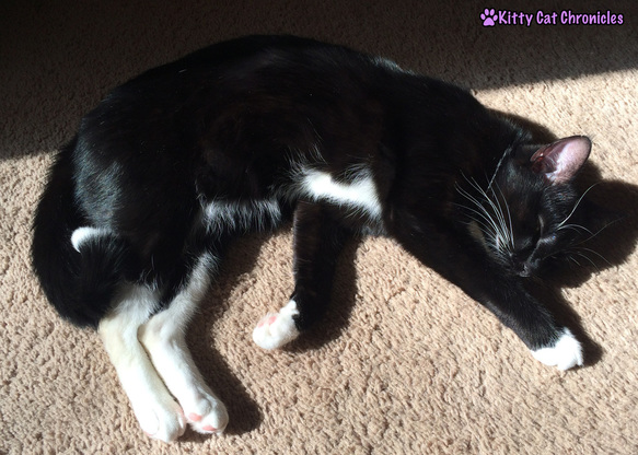 Why is My Black Cat's Coat Turning Brown? - Sunbathing Cat