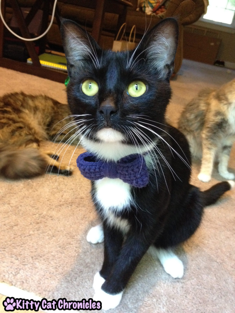 Cat in Bow tie - Sampson