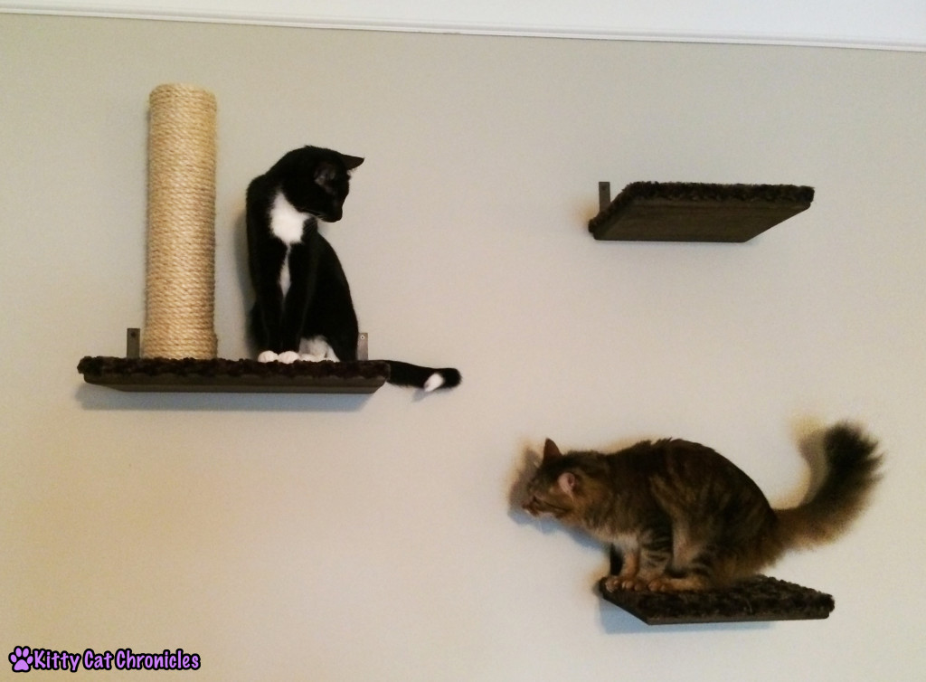 Caster & Sampson - two cats on shelf
