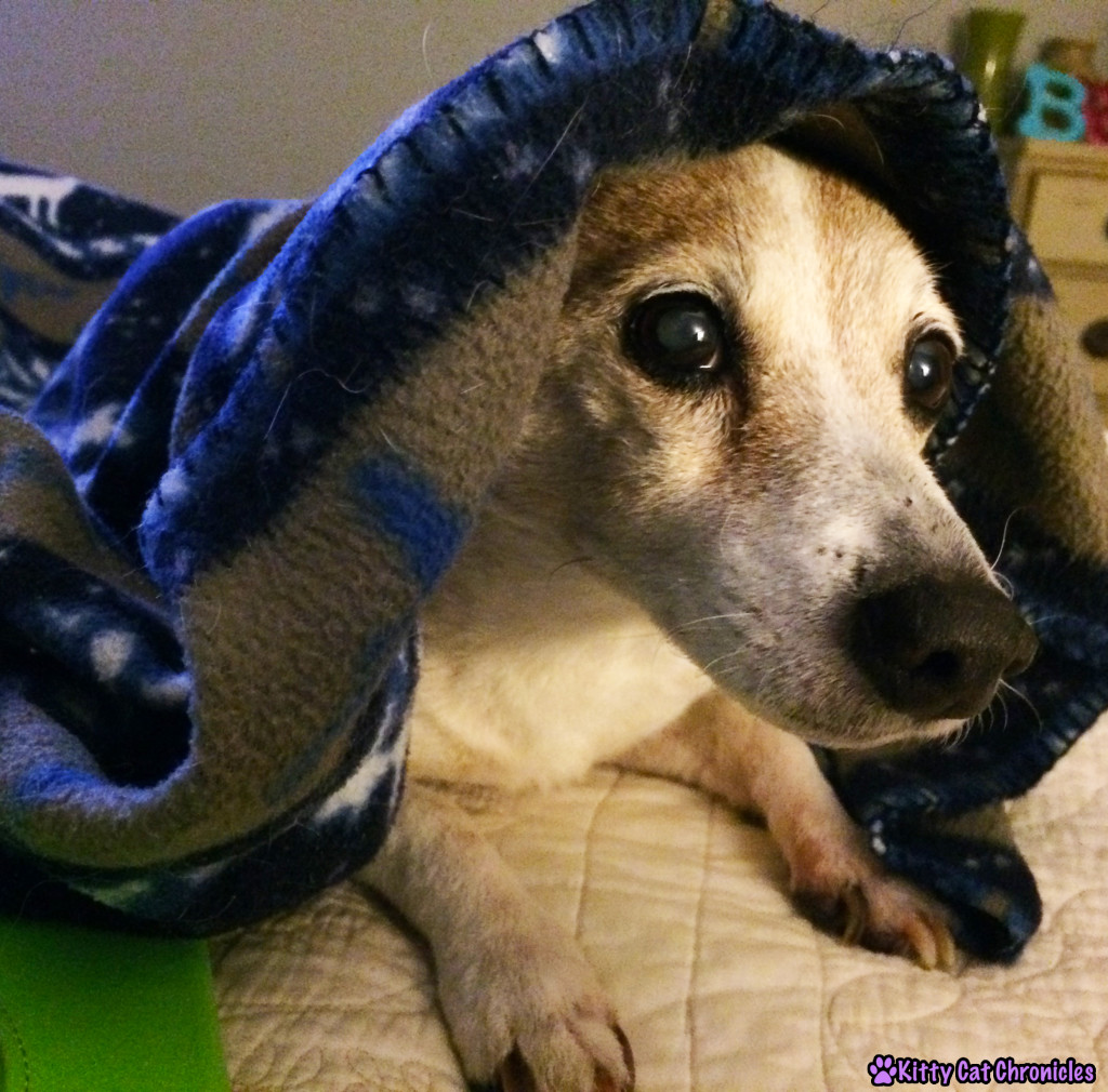 Lucy Under Blanket