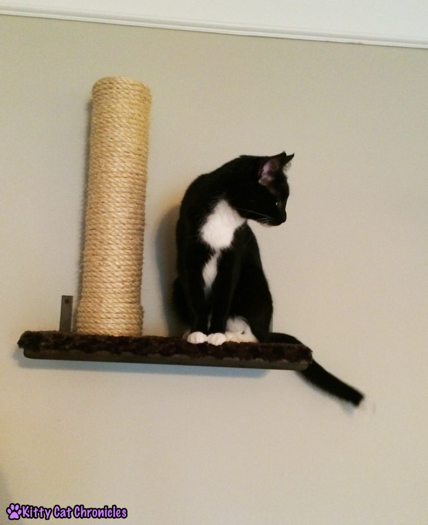 Sampson cat on shelf