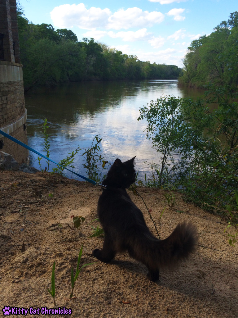 Kylo Ren, cat on leash - Amerson River Park