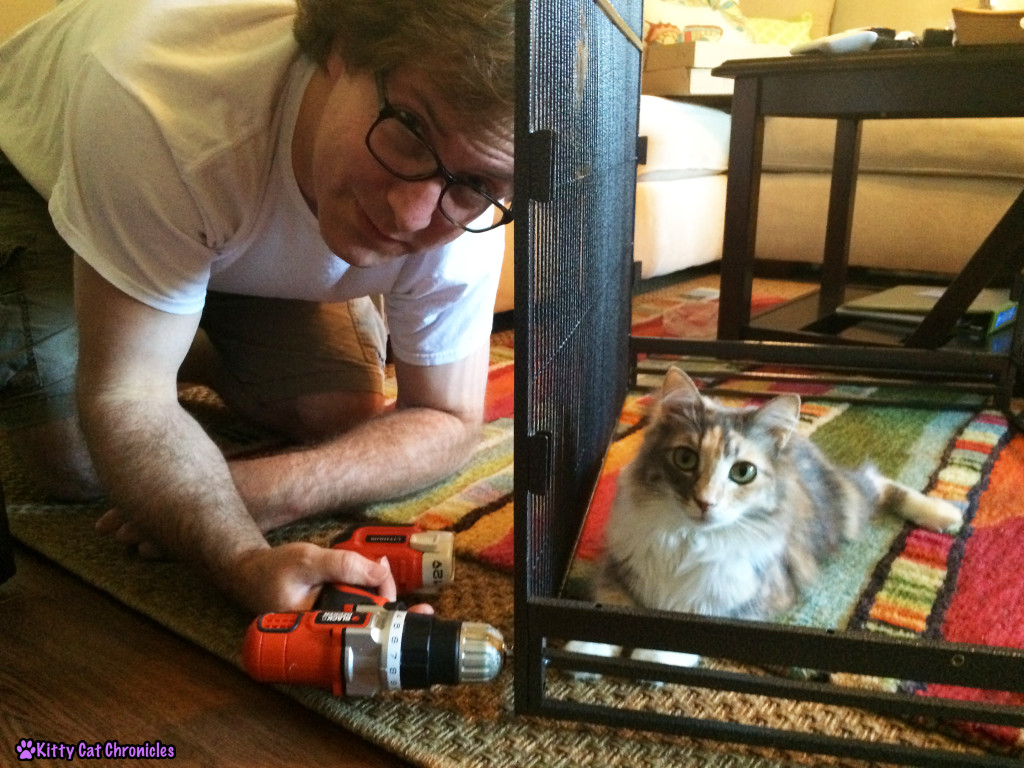 Sophie, cat helping build cage