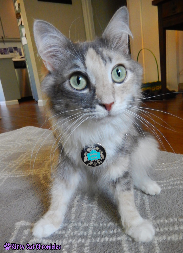 CH cat with Wobble Nation medallion