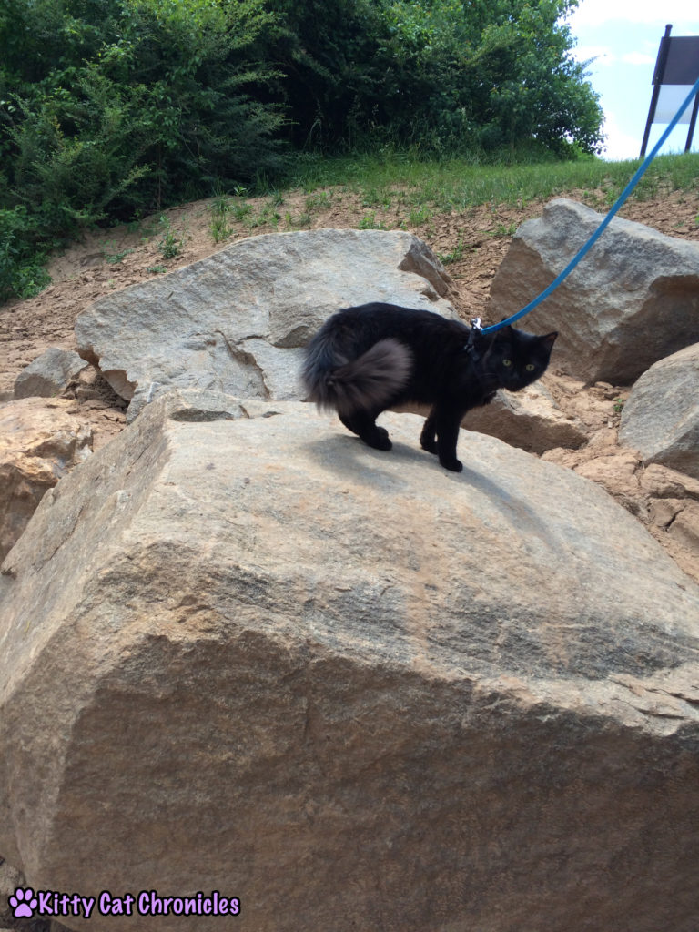 Kylo Ren, cat on rock