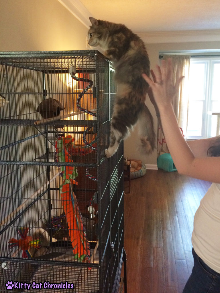 Sophie CH Cat Climbs Cage