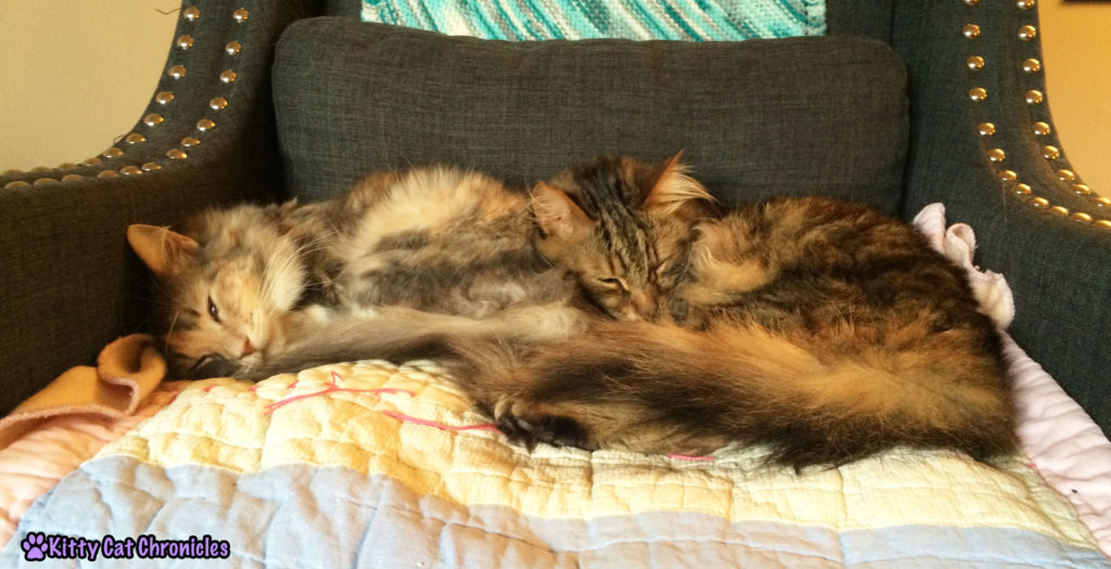 cats cuddling - Breaking Cuddles