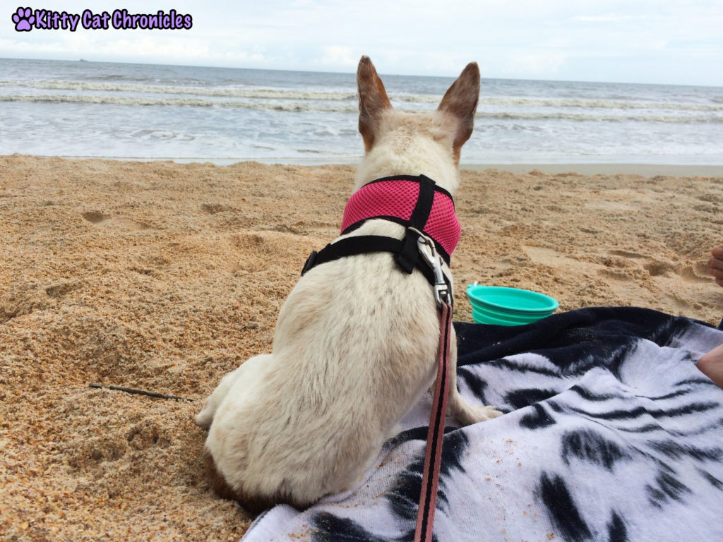 Lucy Dog on the Beach
