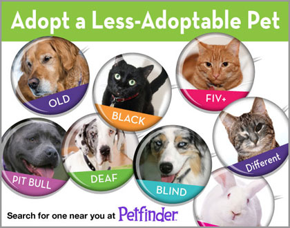 Adopt a Less-Adoptable Pet Week - Petfinder