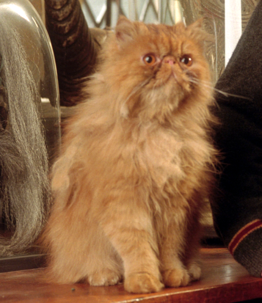 Top 5 Favorite Feline Actors - Crookshanks from Harry Potter