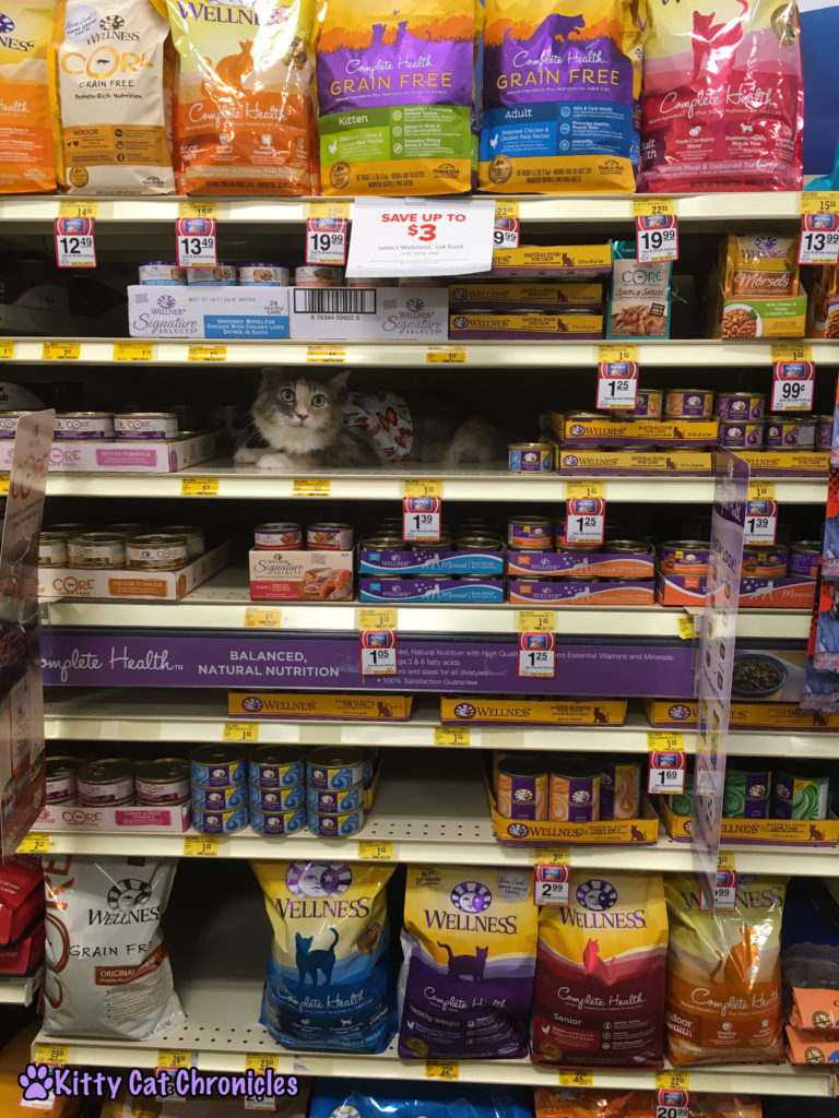 Celebrate the Year of the Cat with Wellness: Sophie at Petsmart