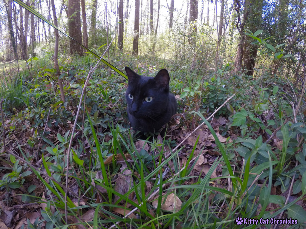 A Play-Date with Sophie & Yeezy | #WobblyWednesday - Yeezy Cat in the Wilderness