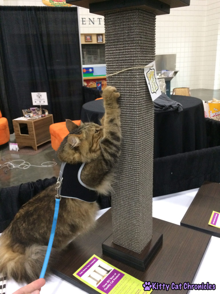 The Adventure Team Goes to BlogPaws - Caster in the Cat Style Lounge