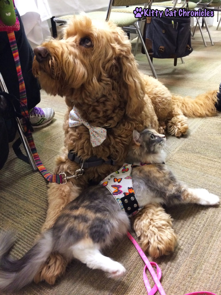 The Adventure Team Goes to BlogPaws - Sophie and Spencer