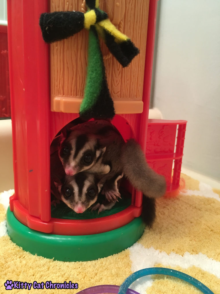 Funday Monday Update - Jubilee and Sydney the Sugar Gliders in their Silo
