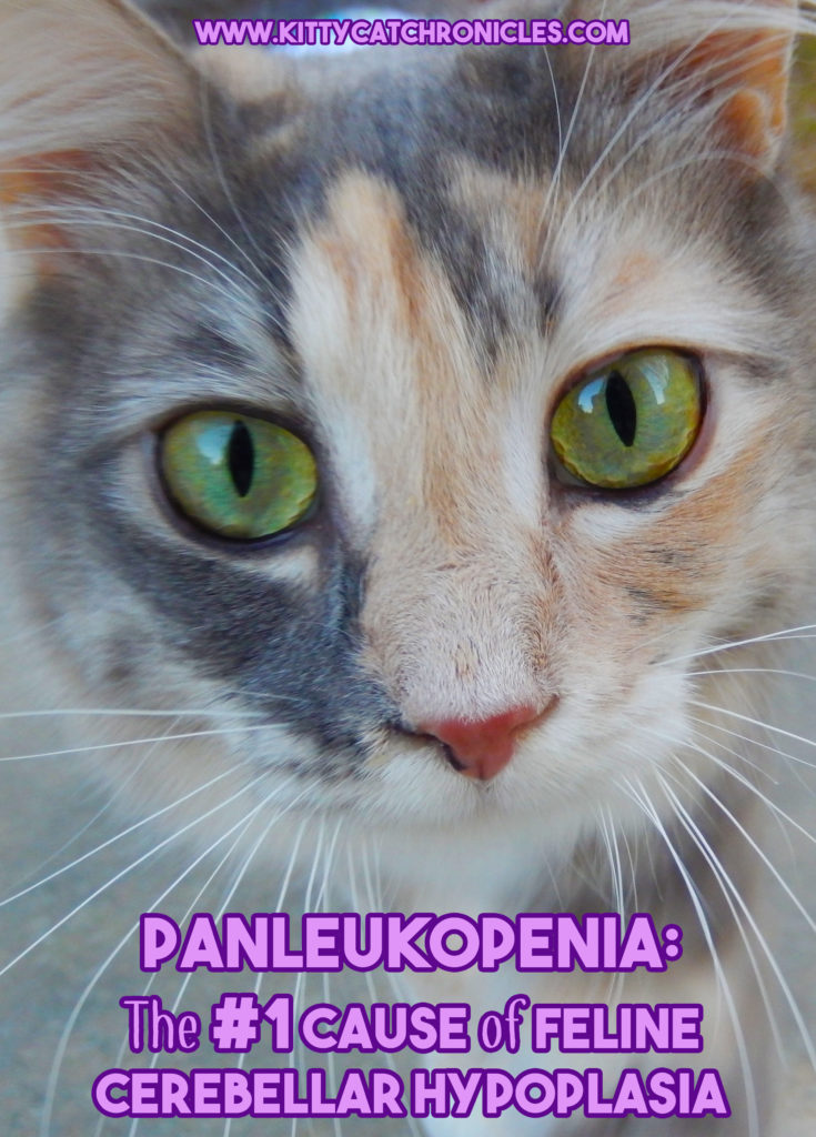 Panleukopenia: The #1 Cause of Feline Cerebellar Hypoplasia