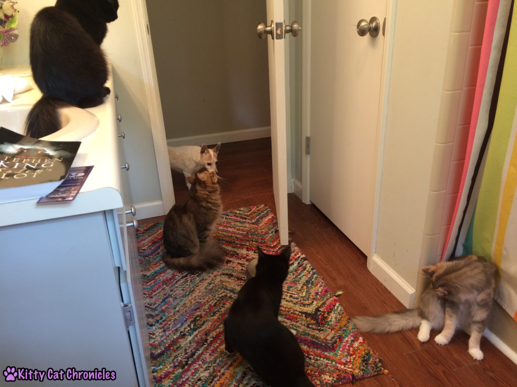 Does Anyone Else Have a Bathroom Audience? Cats in the Bathroom