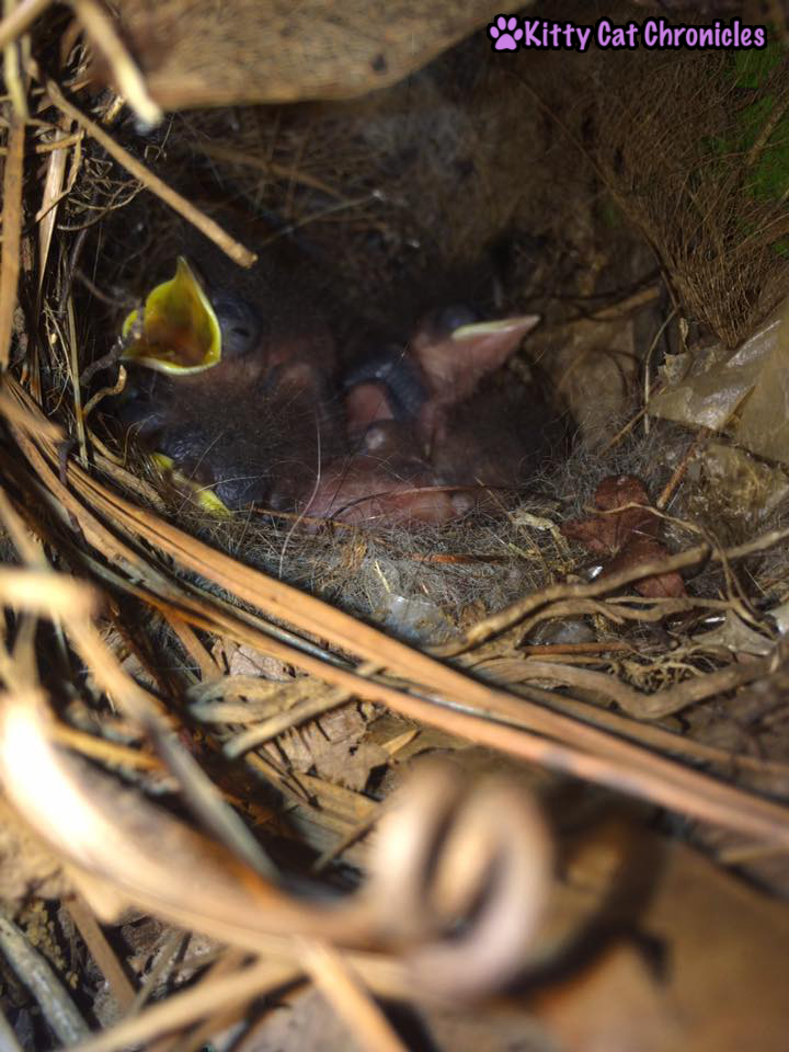 The Carolina Wrens have Finally Fledged - baby birds, carolina wrens