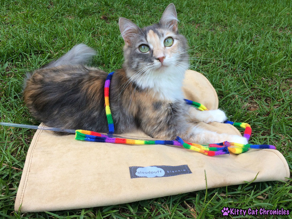 Get the Gear! 10 Must Have Accessories for Your Adventure Cat - Sophie with her favorite toy on her Cloudpuff Blankie 