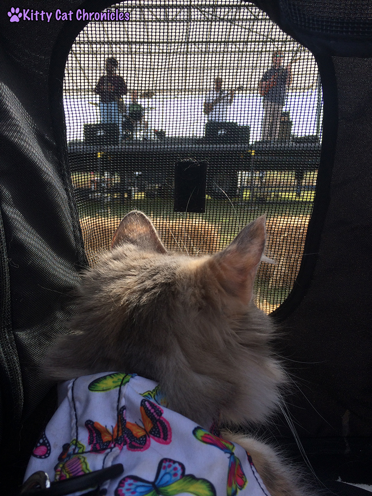 The KCC Adventure Team Continues Their Search for the Great Pumpkin at Lane Southern Orchards - Sophie listening to dad's band