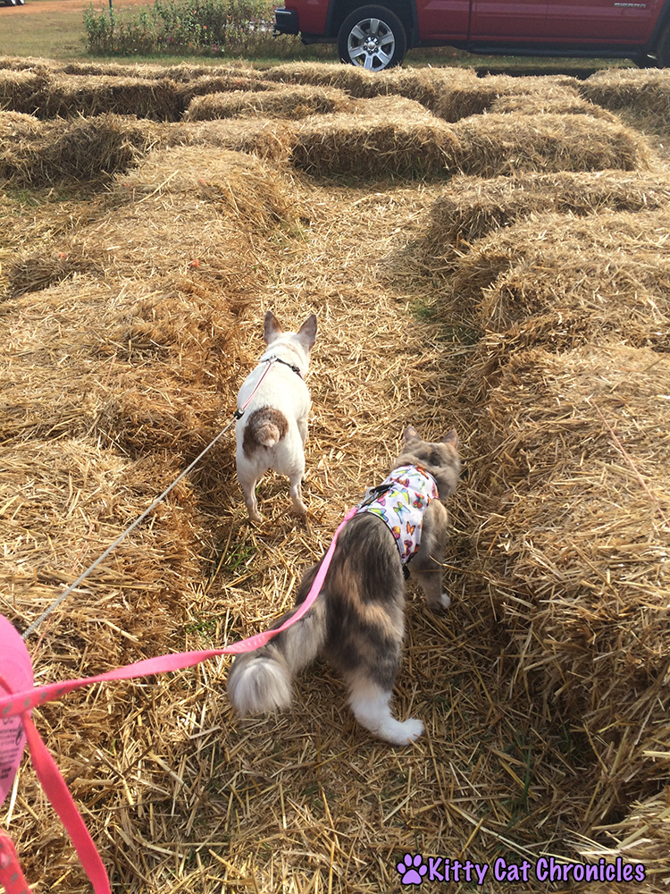 The KCC Adventure Team Continues Their Search for the Great Pumpkin at Lane Southern Orchards - Sophie and Lucy in the Hay Maze