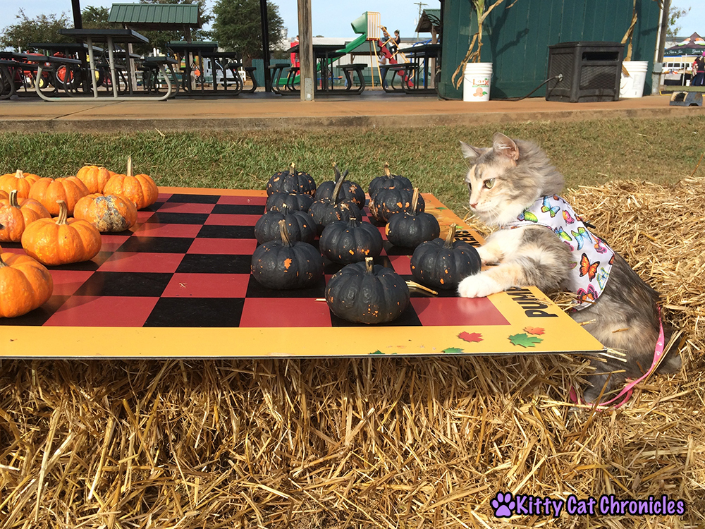 The KCC Adventure Team Continues Their Search for the Great Pumpkin at Lane Southern Orchards - Sophie playing Pumpkin Checkers
