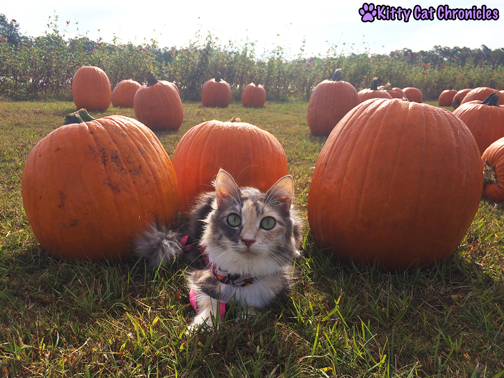 The KCC Adventure Team Continues Their Search for the Great Pumpkin at Lane Southern Orchards - Sophie in the Pumpkin Patch
