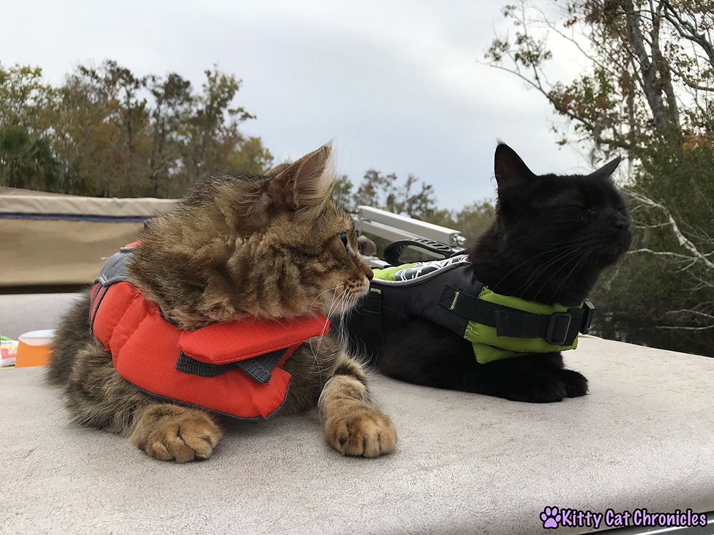 The KCC Adventure Team Tours the St. John's River - Caster and Kylo Ren, cats in life jackets