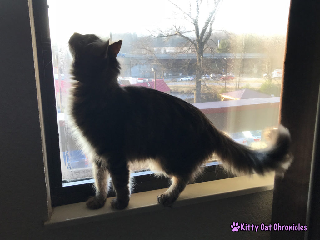 5 Reasons Red Roof Inn is Our Top Choice for Pet-Friendly Hotel Stays - Caster, Adventure Cat in the Window