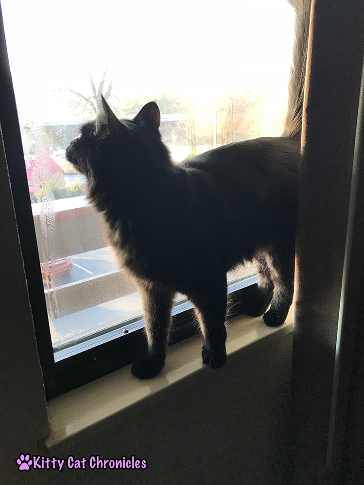 5 Reasons Red Roof Inn is Our Top Choice for Pet-Friendly Hotel Stays - Kylo Ren, Adventure Cat in the window