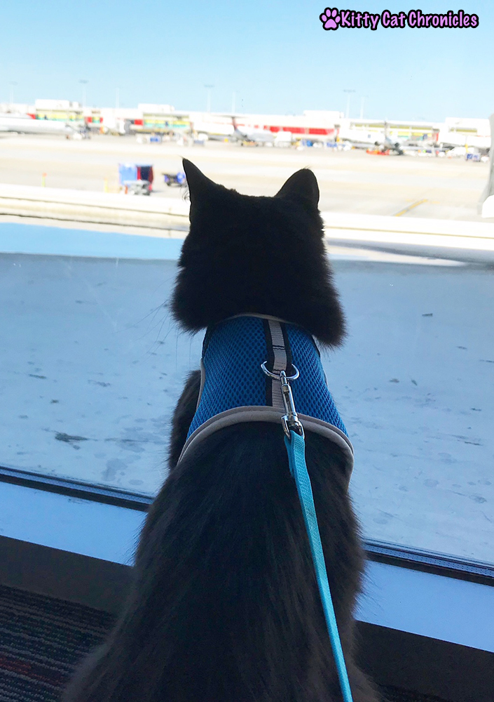 Everything You Need to Know About Flying with a Cat - cat at airport