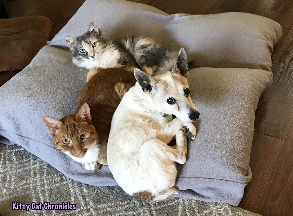 Wordless Wednesday: The Best Bed in the Universe