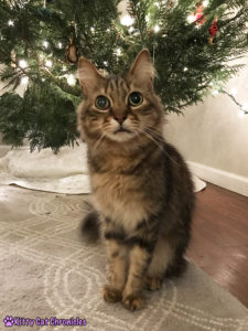 An Update with Caster "Mudge" - Caster under the Christmas tree