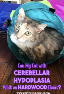 Can My Cerebellar Hypoplasia Cat Walk on Hardwood Floors?