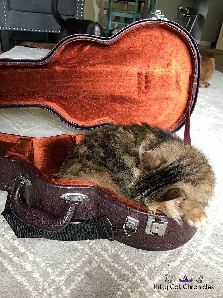 cat in ukulele case